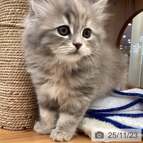 サイベリアンの写真