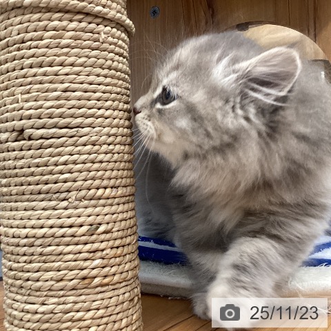 サイベリアンの写真