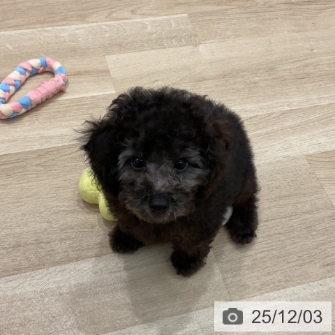 群馬県のトイプードル(トイ) (ペットプラス イオンモール太田店/2025年9月24日生まれ/男の子/グレー)の子犬の3枚目の画像