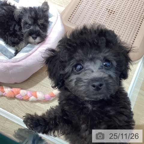 トイ・プードルの写真