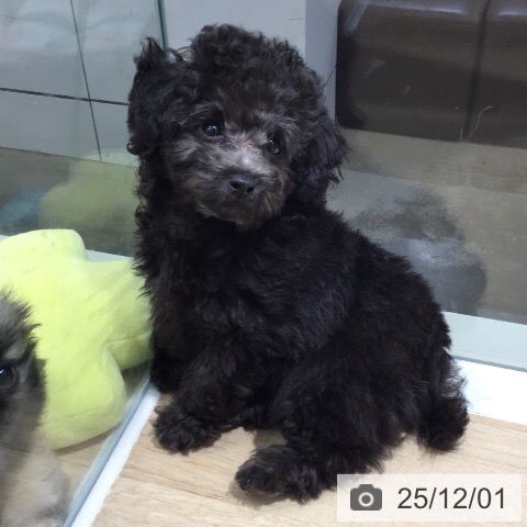 茨城県のトイプードル(トイ) (ペットプラス つくば店/2025年9月24日生まれ/女の子/グレー)の子犬の3枚目の画像