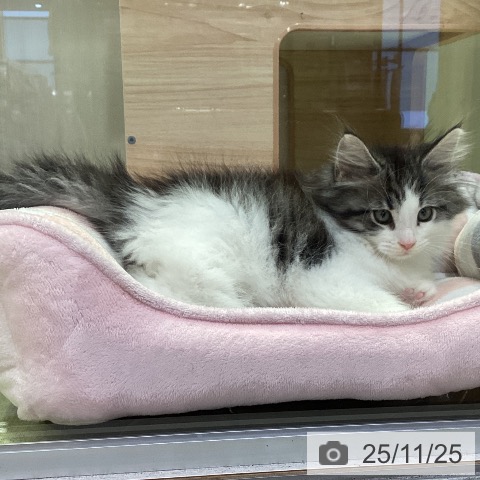 ノルウェージャンフォレストキャットの写真