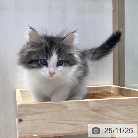 ノルウェージャンフォレストキャットの写真