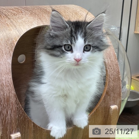 ノルウェージャンフォレストキャットの写真