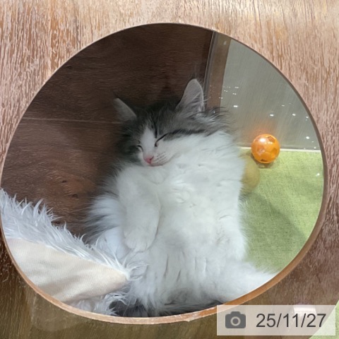 ノルウェージャンフォレストキャットの写真