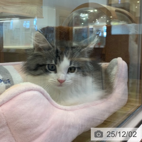 ノルウェージャンフォレストキャットの写真