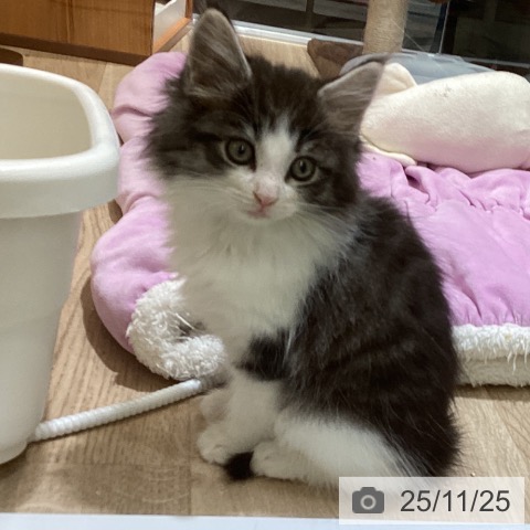 ノルウェージャンフォレストキャットの写真