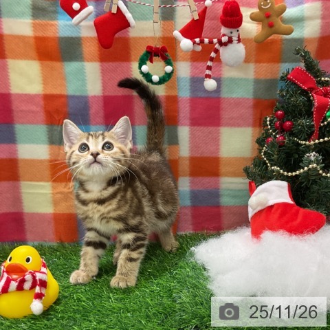 アメリカンショートヘアの写真