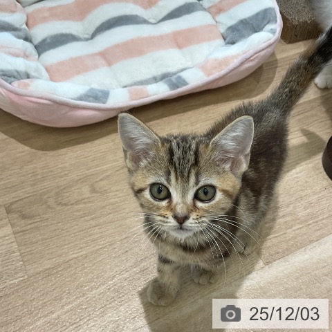 アメリカンショートヘアの写真