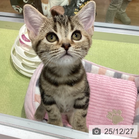 千葉県のアメリカンショートヘアー (ペットプラス 柏店/2025年8月28日生まれ/女の子/ブラウンパッチドタビー)の子猫の4枚目の画像