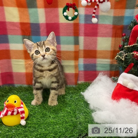 アメリカンショートヘアの写真