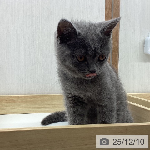 岩手県のブリティッシュショートヘアー (ペットプラス 盛岡南店/2025年9月20日生まれ/女の子/ブルー)の子猫の4枚目の画像