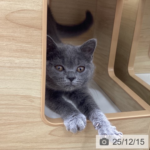 岩手県のブリティッシュショートヘアー (ペットプラス 盛岡南店/2025年9月20日生まれ/女の子/ブルー)の子猫の4枚目の画像