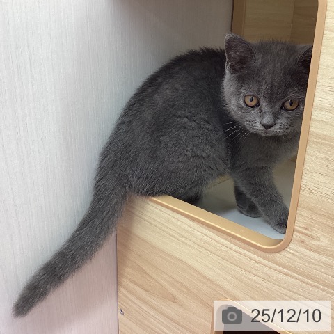 岩手県のブリティッシュショートヘアー (ペットプラス 盛岡南店/2025年9月20日生まれ/女の子/ブルー)の子猫の3枚目の画像