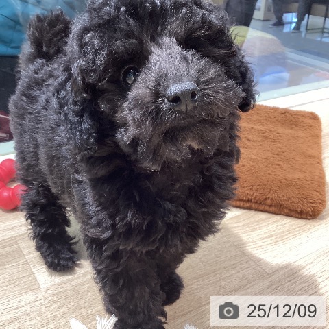 東京都のトイプードル(トイ) (ペットプラス 東久留米店/2025年9月26日生まれ/男の子/ブラック)の子犬の4枚目の画像