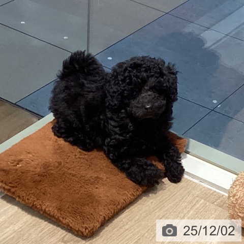 東京都のトイプードル(トイ) (ペットプラス 東久留米店/2025年9月26日生まれ/男の子/ブラック)の子犬の3枚目の画像
