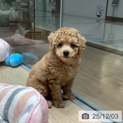 トイ・プードルの写真