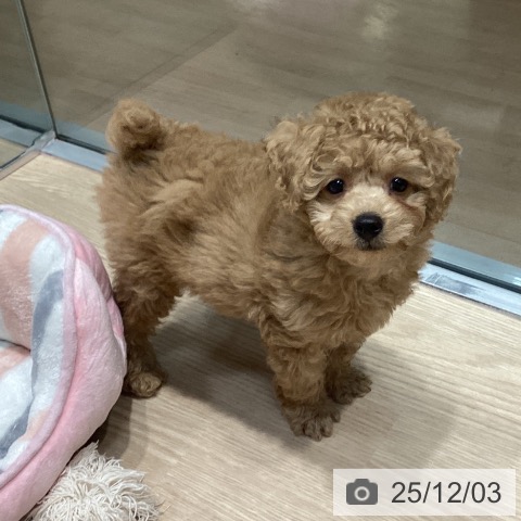 トイ・プードルの写真