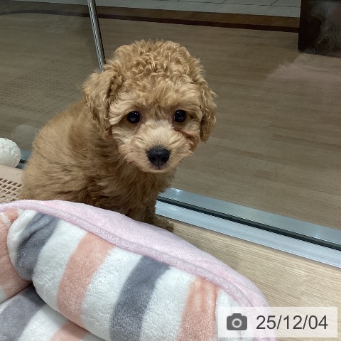 トイ・プードルの写真