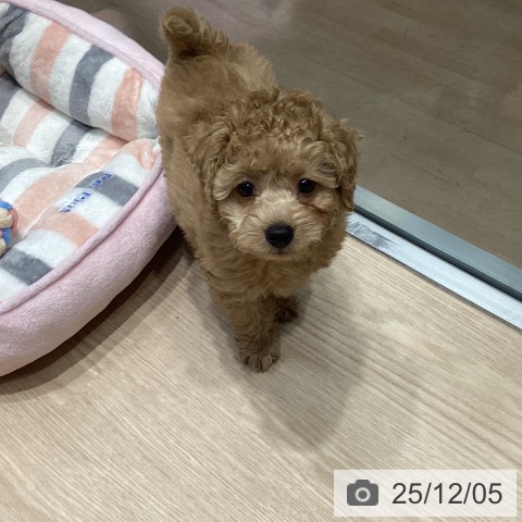 トイ・プードルの写真