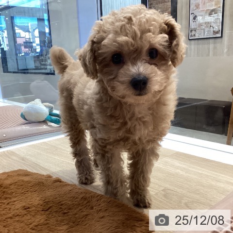 トイ・プードルの写真