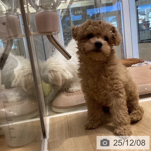 トイ・プードルの写真