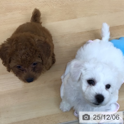 青森県のトイプードル(トイ) (ペットプラス 青森浜田店/2025年9月27日生まれ/女の子/レッド)の子犬の4枚目の画像