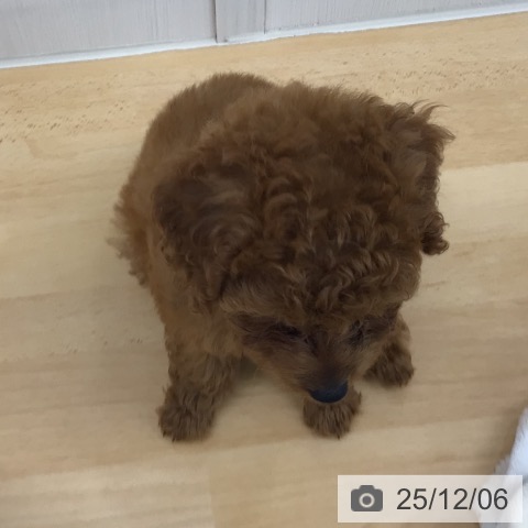 青森県のトイプードル(トイ) (ペットプラス 青森浜田店/2025年9月27日生まれ/女の子/レッド)の子犬の4枚目の画像