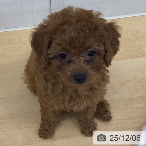 青森県のトイプードル(トイ) (ペットプラス 青森浜田店/2025年9月27日生まれ/女の子/レッド)の子犬の3枚目の画像