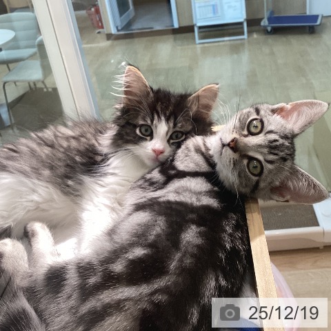 宮城県のアメリカンショートヘアー (ペットプラス 仙台泉大沢店/2025年9月22日生まれ/男の子/シルバータビー)の子猫の3枚目の画像