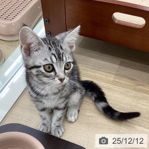 山梨県のアメリカンショートヘアー (ペットプラス 甲府国母店/2025年9月22日生まれ/女の子/シルバータビー)の子猫の4枚目の画像