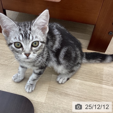 山梨県のアメリカンショートヘアー (ペットプラス 甲府国母店/2025年9月22日生まれ/女の子/シルバータビー)の子猫の3枚目の画像