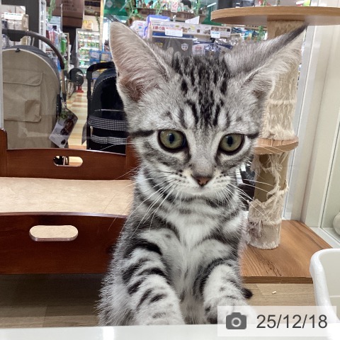 山梨県のアメリカンショートヘアー (ペットプラス 甲府国母店/2025年9月22日生まれ/女の子/シルバータビー)の子猫の3枚目の画像