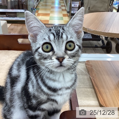 山梨県のアメリカンショートヘアー (ペットプラス 甲府国母店/2025年9月22日生まれ/女の子/シルバータビー)の子猫の3枚目の画像