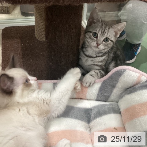 埼玉県のアメリカンショートヘアー (ペットプラス 上尾店/2025年9月22日生まれ/女の子/シルバータビー)の子猫の3枚目の画像