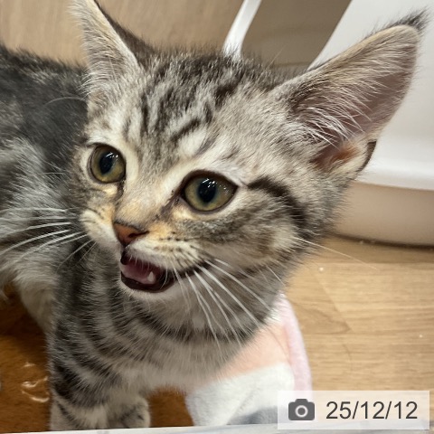 埼玉県のアメリカンショートヘアー (ペットプラス 与野店/2025年9月22日生まれ/男の子/シルバータビー)の子猫の4枚目の画像