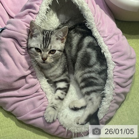 東京都のアメリカンショートヘアー (ペットプラス 多摩平の森店/2025年9月25日生まれ/男の子/シルバータビー)の子猫の4枚目の画像