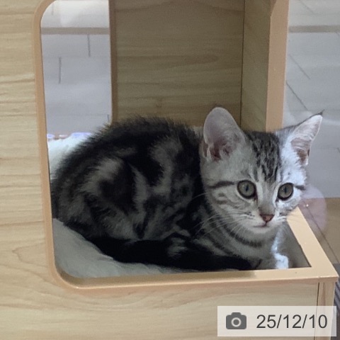 千葉県のアメリカンショートヘアー (ペットプラス 船橋店/2025年9月25日生まれ/女の子/シルバータビー)の子猫の4枚目の画像