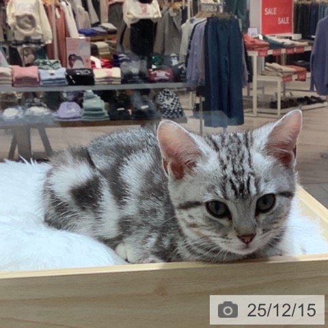 千葉県のアメリカンショートヘアー (ペットプラス 船橋店/2025年9月25日生まれ/女の子/シルバータビー)の子猫の3枚目の画像