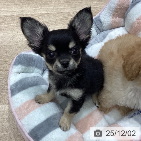 宮城県のチワワ(ロング) (ペットプラス 名取店/2025年9月28日生まれ/男の子/ブラックタン)の子犬の4枚目の画像