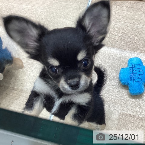 宮城県のチワワ(ロング) (ペットプラス 名取店/2025年9月28日生まれ/男の子/ブラックタン)の子犬の3枚目の画像