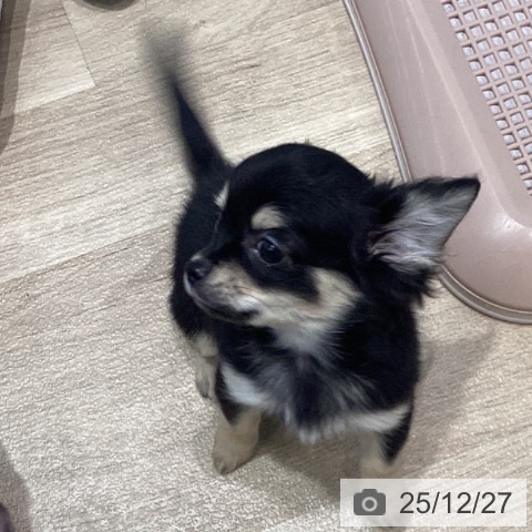 宮城県のチワワ(ロング) (ペットプラス 仙台泉大沢店/2025年9月28日生まれ/男の子/ブラックタン)の子犬の3枚目の画像