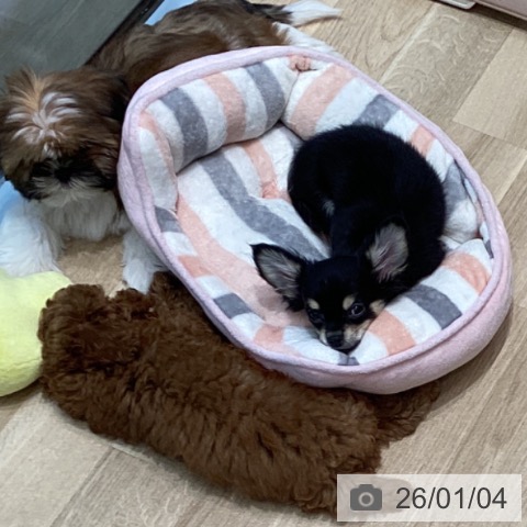 宮城県のチワワ(ロング) (ペットプラス 仙台泉大沢店/2025年9月28日生まれ/男の子/ブラックタン)の子犬の4枚目の画像