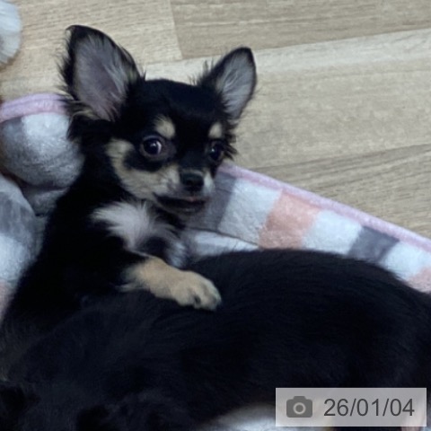 宮城県のチワワ(ロング) (ペットプラス 仙台泉大沢店/2025年9月28日生まれ/男の子/ブラックタン)の子犬の3枚目の画像