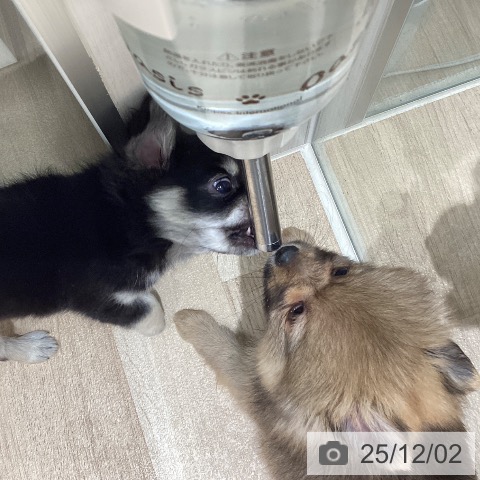 宮城県のチワワ(ロング) (ペットプラス 仙台上杉店/2025年9月28日生まれ/男の子/ブラックタン)の子犬の4枚目の画像