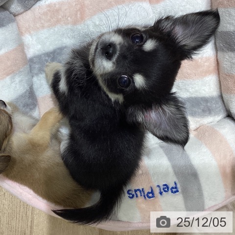 宮城県のチワワ(ロング) (ペットプラス 仙台上杉店/2025年9月28日生まれ/男の子/ブラックタン)の子犬の3枚目の画像