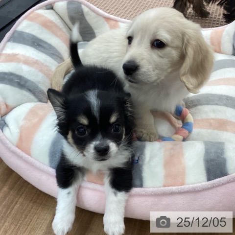 茨城県のチワワ(ロング) (ペッツワン つくば店/2025年9月28日生まれ/男の子/ブラックタンホワイト)の子犬の4枚目の画像