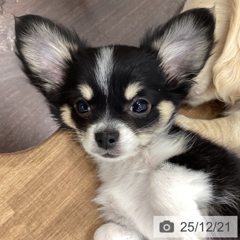 茨城県のチワワ(ロング) (ペッツワン つくば店/2025年9月28日生まれ/男の子/ブラックタンホワイト)の子犬の4枚目の画像