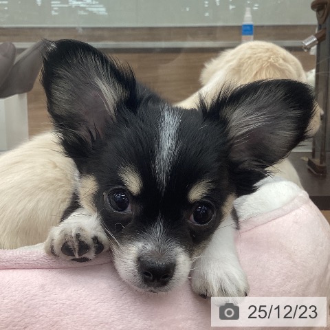 茨城県のチワワ(ロング) (ペッツワン つくば店/2025年9月28日生まれ/男の子/ブラックタンホワイト)の子犬の4枚目の画像