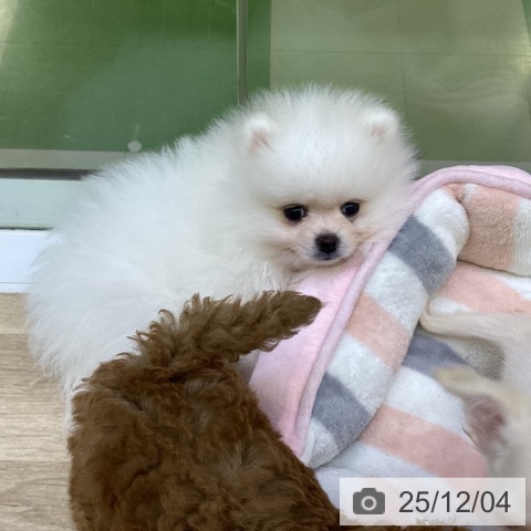 山梨県のポメラニアン (ペットプラス 甲府昭和店/2025年9月27日生まれ/男の子/ホワイトクリーム)の子犬の4枚目の画像